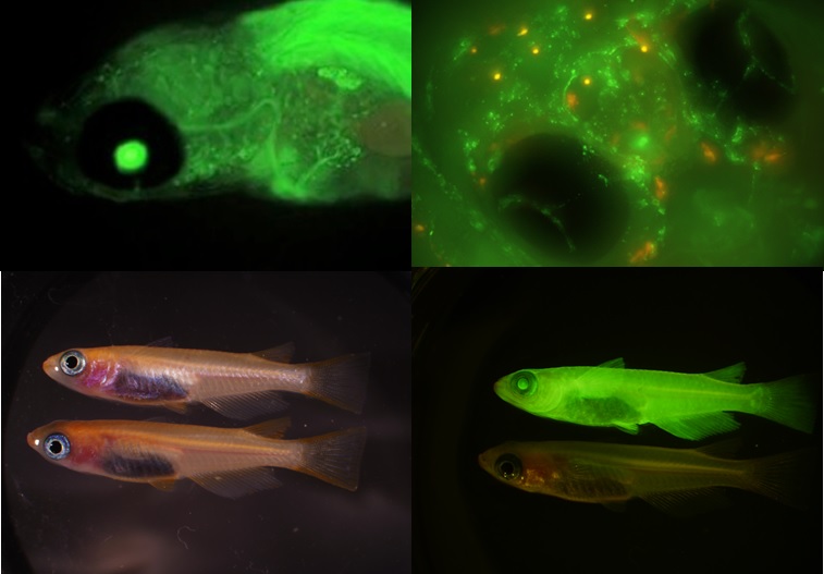 A~gRhA郁_JAMVbNɂČ郁_J